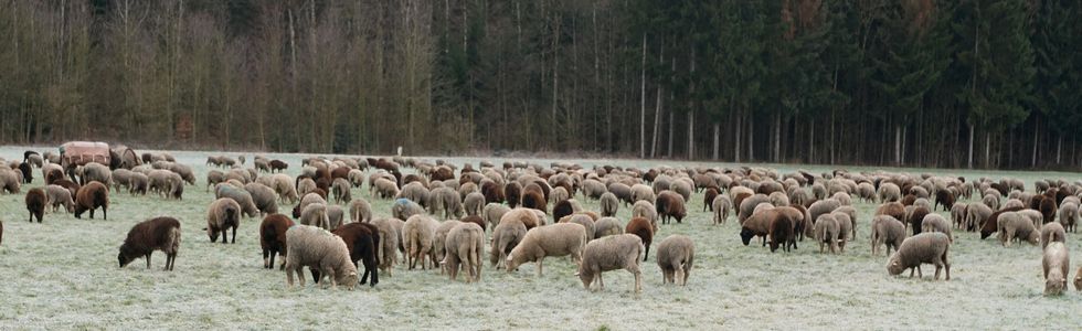 Winterstimmung Schafe