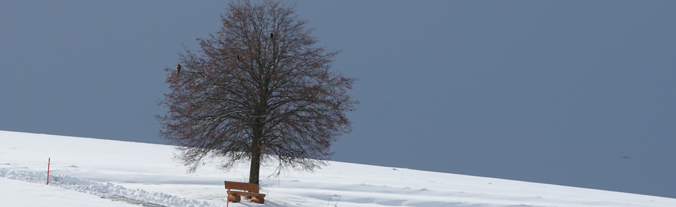 Winterstimmung Baum mit Bänkli