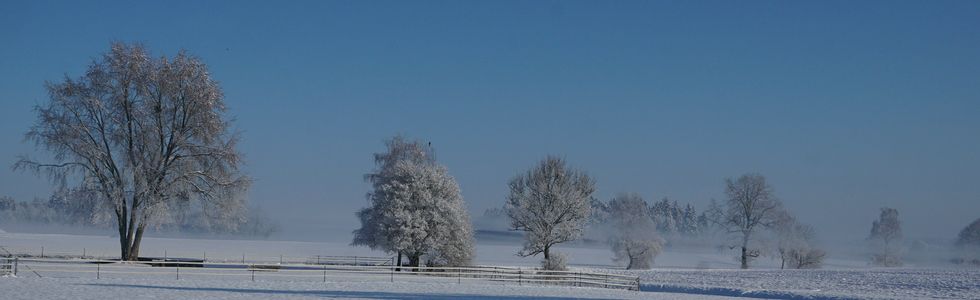 Winterstimmung Bäume